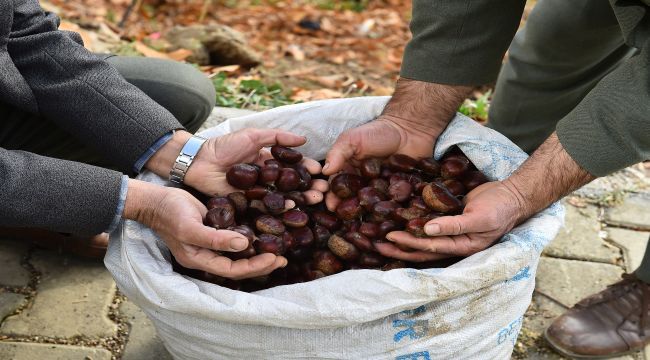 Kestane üreticisine destek