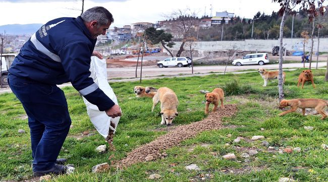 Sokak hayvanları unutulmadı