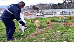 Sokak hayvanları unutulmadı