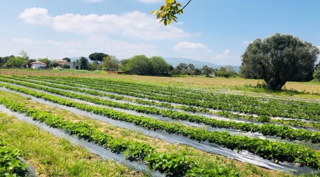 Urla, üreticilerin yüzünü güldürüyor