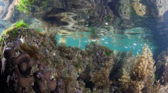 Körfez'in altındaki renk cümbüşü 