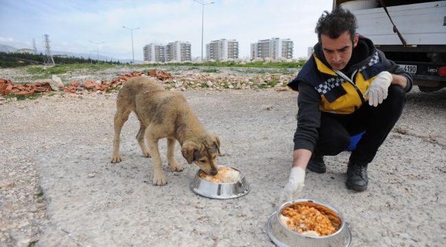 Sokak hayvanlarına tıbbi destek