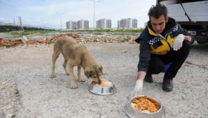 Sokak hayvanlarına tıbbi destek