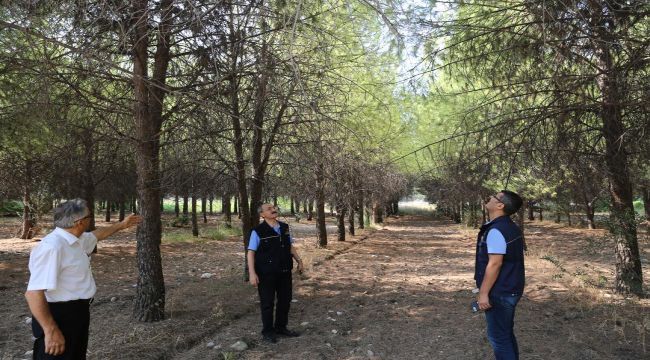 Ege’nin ormanlık alanları bakıma alınıyor