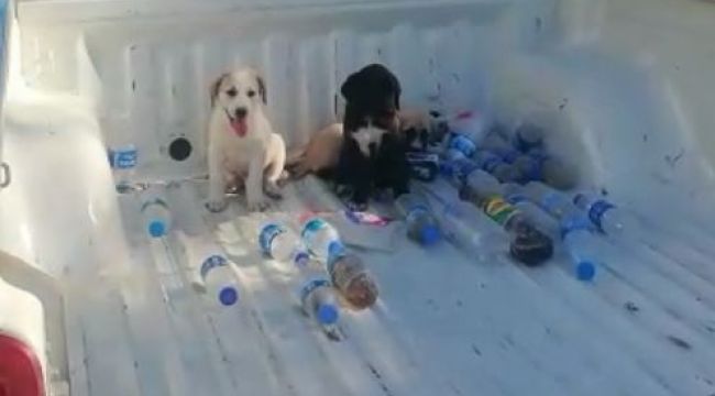 Dört yavru köpek hayata döndü 