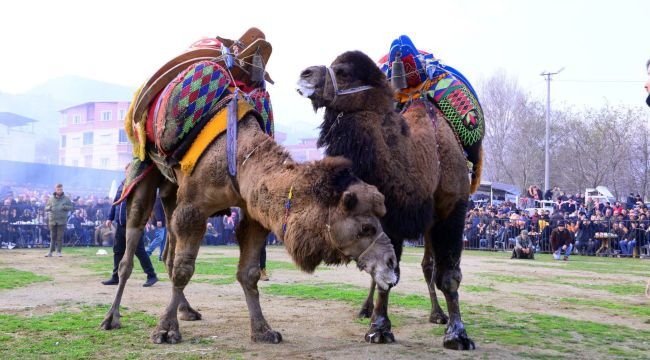 Develer Kemalpaşa'da Güreşti