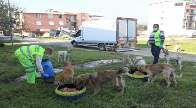 Soğuk havada can dostlarına mama desteği