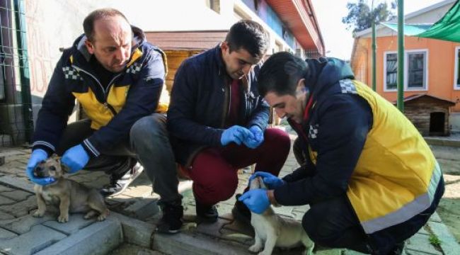 Buca’da uyuza karşı mücadele tam gaz