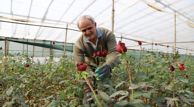 Sevgililerin Gülleri Menderes'ten