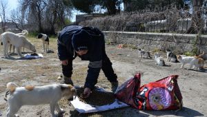 Bergama’da sokak hayvanlarına mama