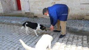 Çeşme Belediyesi sokak hayvanlarını unutmadı