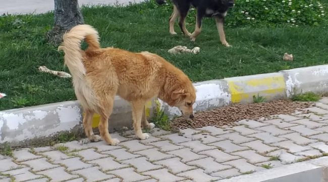 Urla Belediyesi sokak hayvanlarını unutmadı