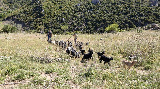 Annesiz kalan oğlakları Büyükşehir kurtardı