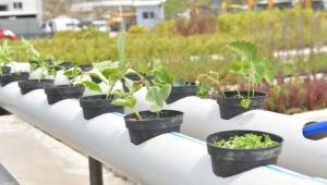 Çiğli’de balkonlarda topraksız tarıma destek