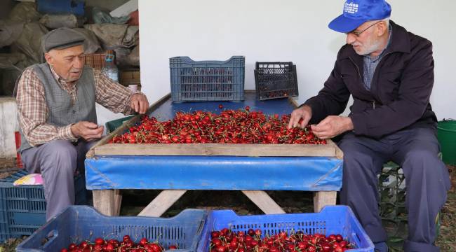 Dallarda Kiraz, Bayındır’da Bereket