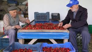 Dallarda Kiraz, Bayındır’da Bereket