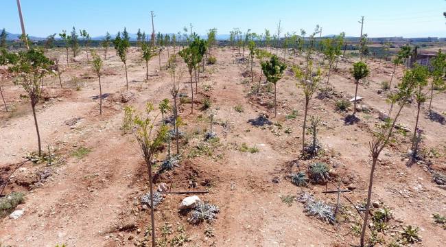 Bulgurca’ya Yeni Orman Alanı