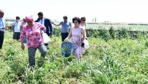 Büyükşehir’den istiridye mantarı üretimine destek