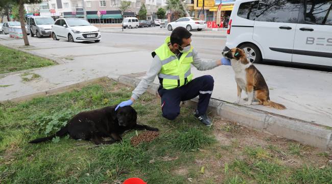 Sokak hayvanları için 'bir kap su' kampanyası