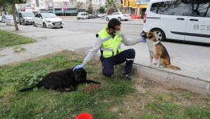 Sokak hayvanları için 'bir kap su' kampanyası