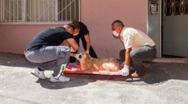 Sokak hayvanlarına acil müdahale aracı beşe çıkarıldı