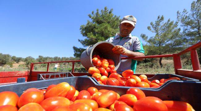 Bin 255 aileye 15 ton ürün desteği