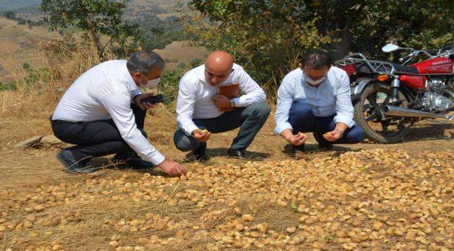 Yılmazlar ve Polat tarlada işçilerle İncir topladı