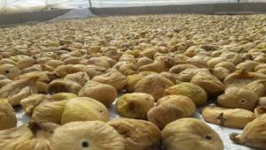 İhracatçılar, kuru incirin kalitesini arttırmak için seferber oldu