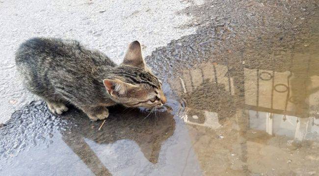 Zabıtalardan kedi operasyonu