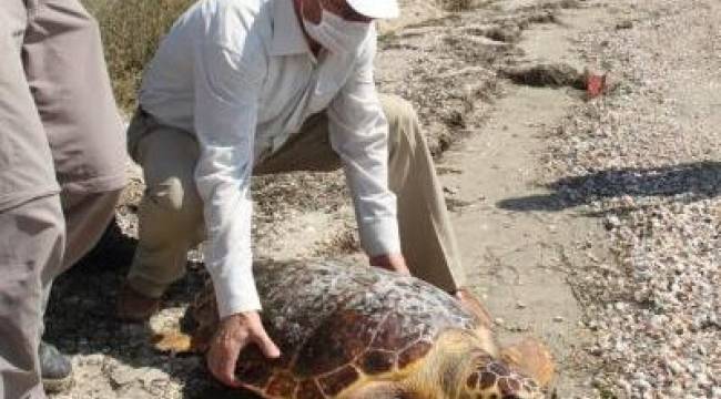 Körfez'de bulunan caretta ceratta DEKAMER'e gönderildi