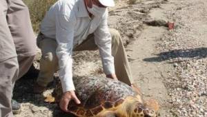 Körfez'de bulunan caretta ceratta DEKAMER'e gönderildi