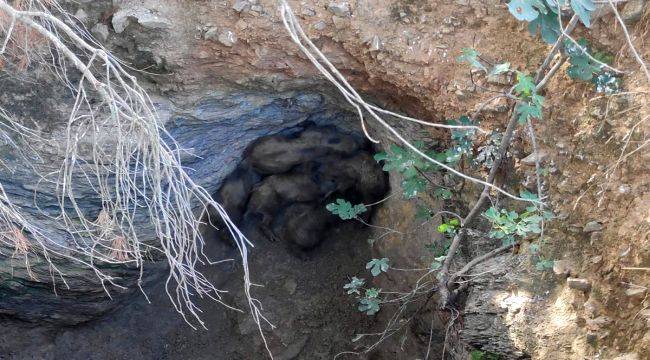 Yavru Domuzları Menderes Belediyesi Kurtardı