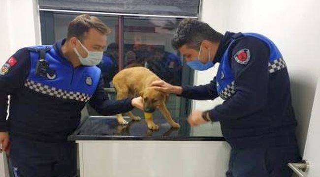 Büyükşehir zabıtasından yavru köpeğe çarpan şoföre ceza