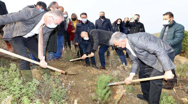 Güzelbahçe’de 500 Fıstık Çamı Toprakla Buluştu