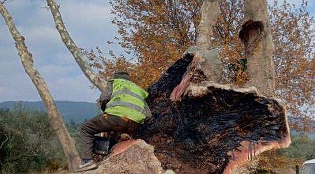 İzmir Büyükşehir Belediyesi’nden anıt ağaçlara gençlik aşısı