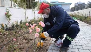 Karşıyaka’ya yeni gül bahçesi