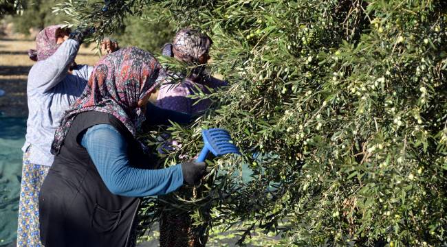 “Aliağa Toprak ve Tarım Atlası” İçin Çalışmalar Başladı