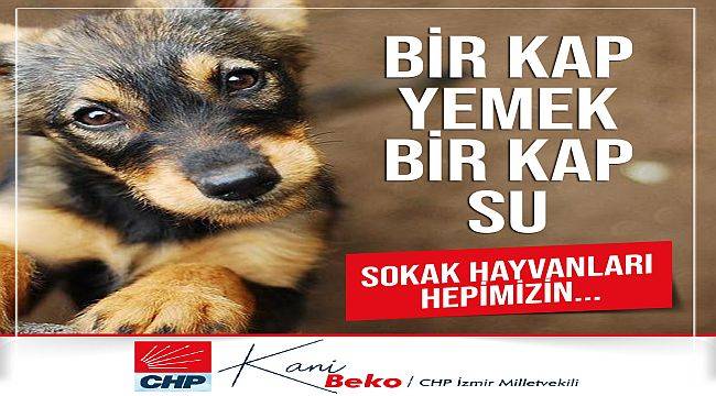 CHP’li Beko: Hayvan Hakları Yasası neden hala yasalaşmıyor?