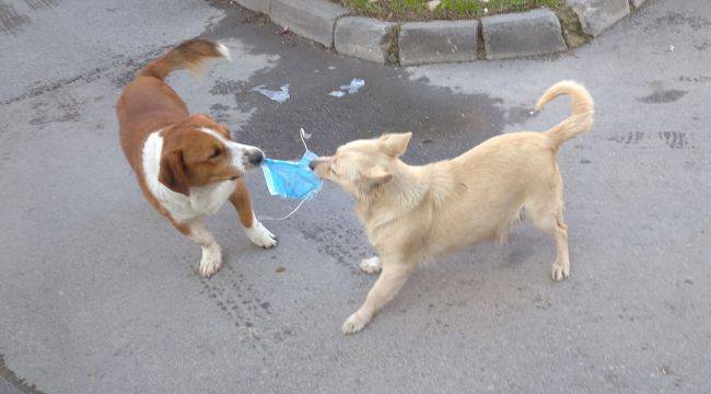 Köpeklerin maske savaşı