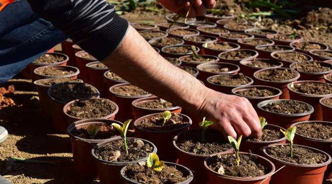 Bornova Belediyesi kendi bitkilerini üretmeye başladı