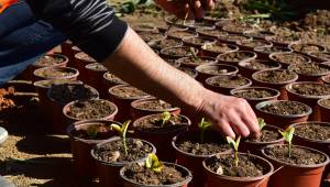 Bornova Belediyesi kendi bitkilerini üretmeye başladı