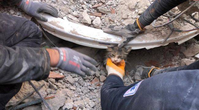 İzmir itfaiyesi 5 bin hayvan kurtardı