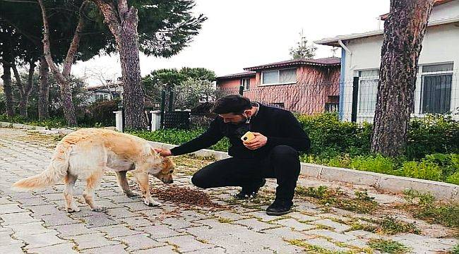 AK Parti’li Gençler Seferihisar’da Sokak Hayvanlarını Yalnız Bırakmadı