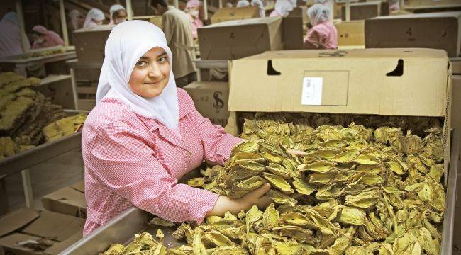 Virginia tütün üretimi Ege Bölgesi’nde de başlıyor