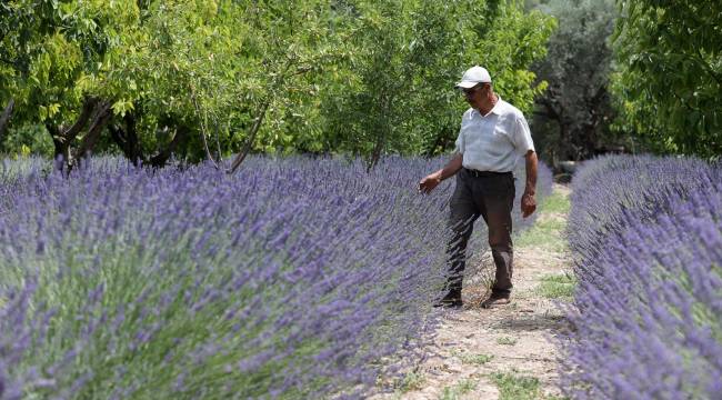 Buca’nın lavantaları filizlendi 