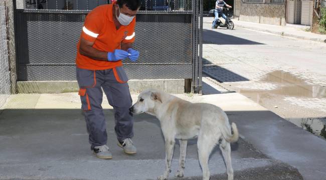 Gaziemir’de parazit mücadelesi