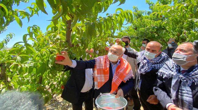 Şeftalide hasat coşkusu