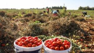 Tarlada Kalmadı Bucalı Kadınlar Kazandı