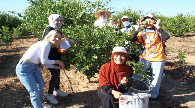 Mandalinalar ihtiyaç sahipleri için hasat edildi