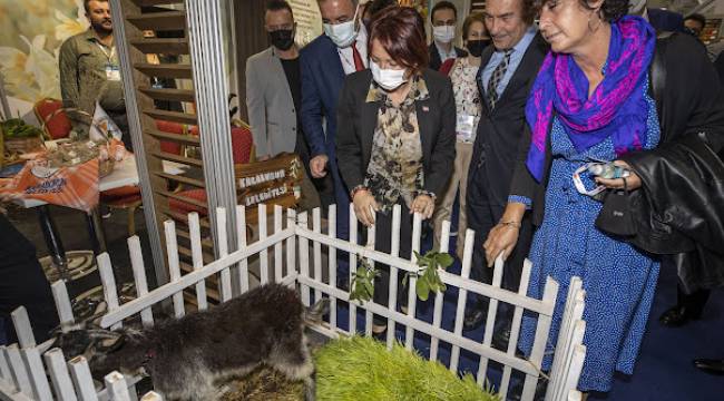 Tarım Fuarı’nın yıldızı Karaburun Karakeçisi